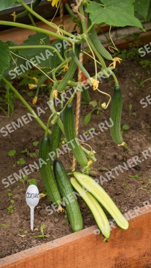 Семена Огурец партенокарпический Солтис F1 5 шт