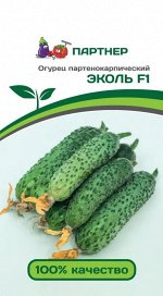 Семена Огурец партенокарпический Эколь F1 5 шт