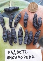 Жимолость Радость Никифирова