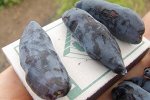 Жимолость Бакчарский Великан