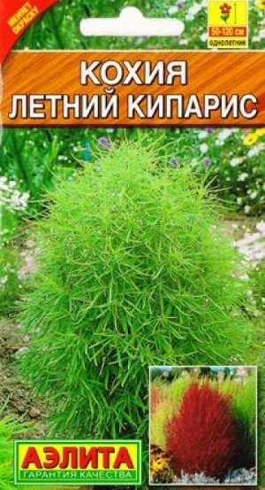 Кохия Летний Кипарис (Код: 6690)