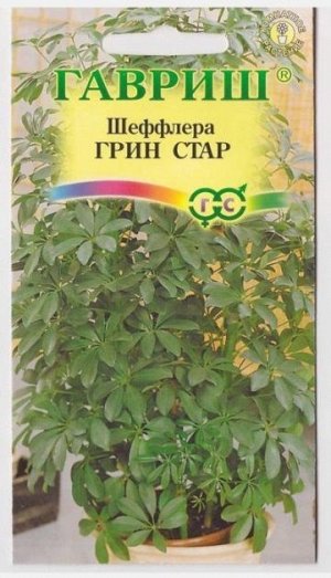Шефлера Грин Стар комн. (Код: 13215)