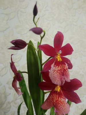 Дендрофаленопсис - орхидея