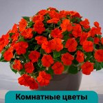Комнатные цветы