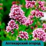 Семена Алтая. Богатый выбор овощных и цветочных семян