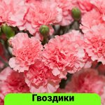 Гвоздика