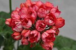 Пеларгония Victoria Andrea /ЧЕРЕНОК