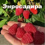 Энросадира (Ремонтант)