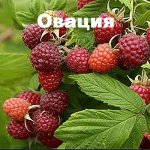 Малина Овация