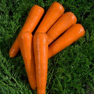 Семена Морковь Сильвано F1 ^(0,5Г)