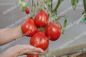 Семена томат КАХУРИ ^(0,05Г) 2-НОЙ ПАК