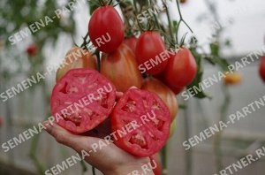 Агрофирма Партнёр Семена томат КАХУРИ ^(0,05Г) 2-НОЙ ПАК