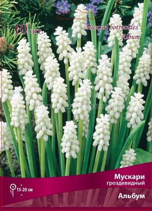 Мускари Альбум 6/7 10шт (Поиск)