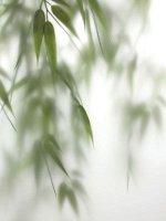 Фотообои  за стеклом 45