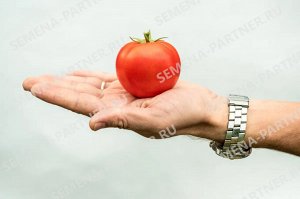Агрофирма Партнёр Семена Томат Верочка F1 0,1 гр.