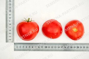 Агрофирма Партнёр Семена Томат Верочка F1 0,1 гр.