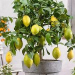 Редкие сорта растений