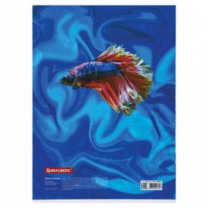 Папка-уголок BRAUBERG SEA WORLD, А4, 150 мкм, цветная печать, 228042