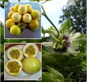 Пассифлора Passiflora Edulis v. Flavicarpa