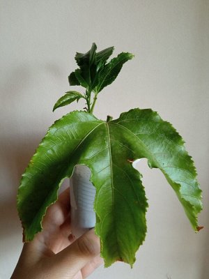 Пассифлора Passiflora Edulis v. Flavicarpa