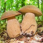Мицелий на компосте &quot;Белый гриб&quot; Дубовый на зерновом субстрате, 15 мл