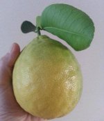 Лимон Пандероза