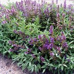 Семена Шалфей лекарственный&quot; Кубанец&quot;,  0,3 г