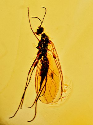 Лаконичная подвеска из янтаря с насекомыми «Клио»