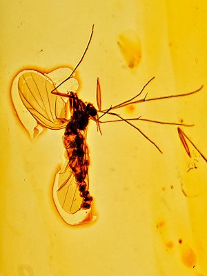 Нежный кулон «Клио» из натурального янтаря с комариком