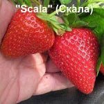 Скала