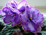 фиалка Blue Dragon (LLG/P.Sorano)