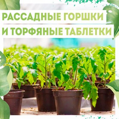 Нужная покупка👍 Зеленое удобрение- Сидераты — Рассадные горшки/ Торфяные таблетки