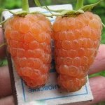 Оранжевое чудо РЕМКА