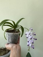 Для орхидей (саше 30 г)