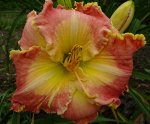 Лилейник &#039;Wendy Moseley&#039; (Bell-T., 2008)(Ruffles Abound х Symphony of Praise)