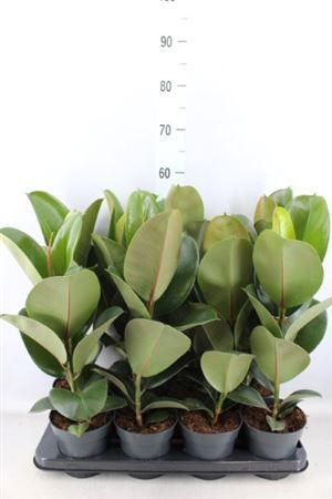 Фикус Хлоя Диаметр 14 
Высота 52

Одно из древнейших растений на земле – фикус – представлен на нашей планете более чем 2000 разновидностей. Есть среди них настоящие гиганты и скромные карлики, но все