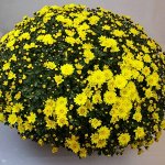 Хризантема Bransmart Yellow