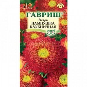 Астра Пампушка клубничная (Гавр)