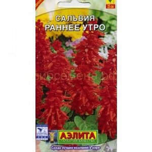 Сальвия Раннее утро (Аэлита)