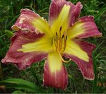 Лилейник   Jungle Queen(Trimmer, 2010)(Lighter than Air х Discarded Beauty)