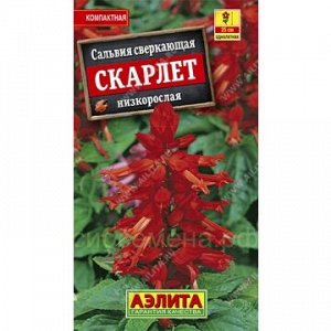 Сальвия Скарлет сверкающая (Аэлита)