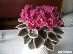 Jolly Frills