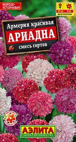 Армерия Ариадна, смесь сортов