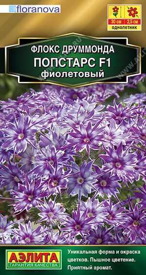 Флокс друммонда Попстарс F1 фиолетовый