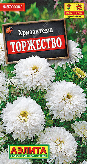 Хризантема букетная Торжество