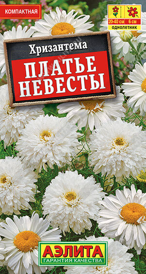 Хризантема махровая Платье невесты
