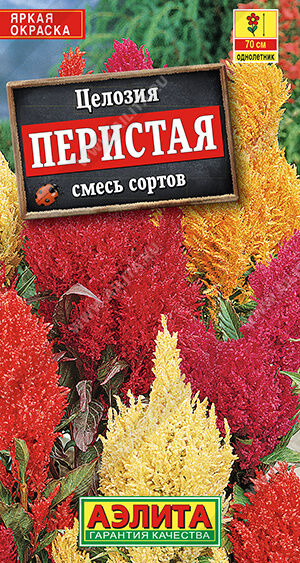 Целозия перистая, смесь сортов