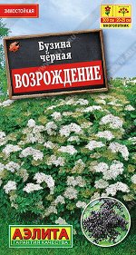 Бузина черная Возрождение