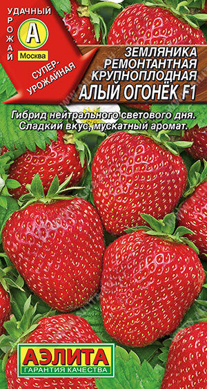 Земляника ремонтантная крупноплодная Алый огонек F1