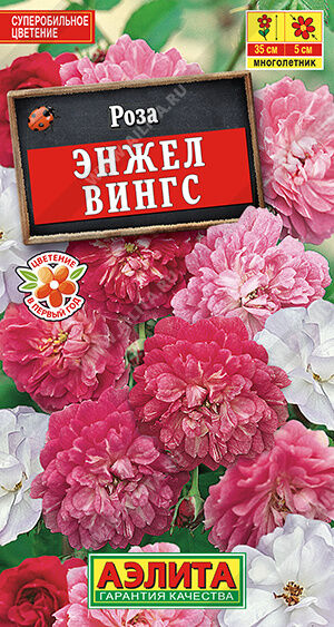 Роза китайская Энжел Вингс